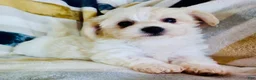 Yochon dogs for sale: Minnie - Ad 4