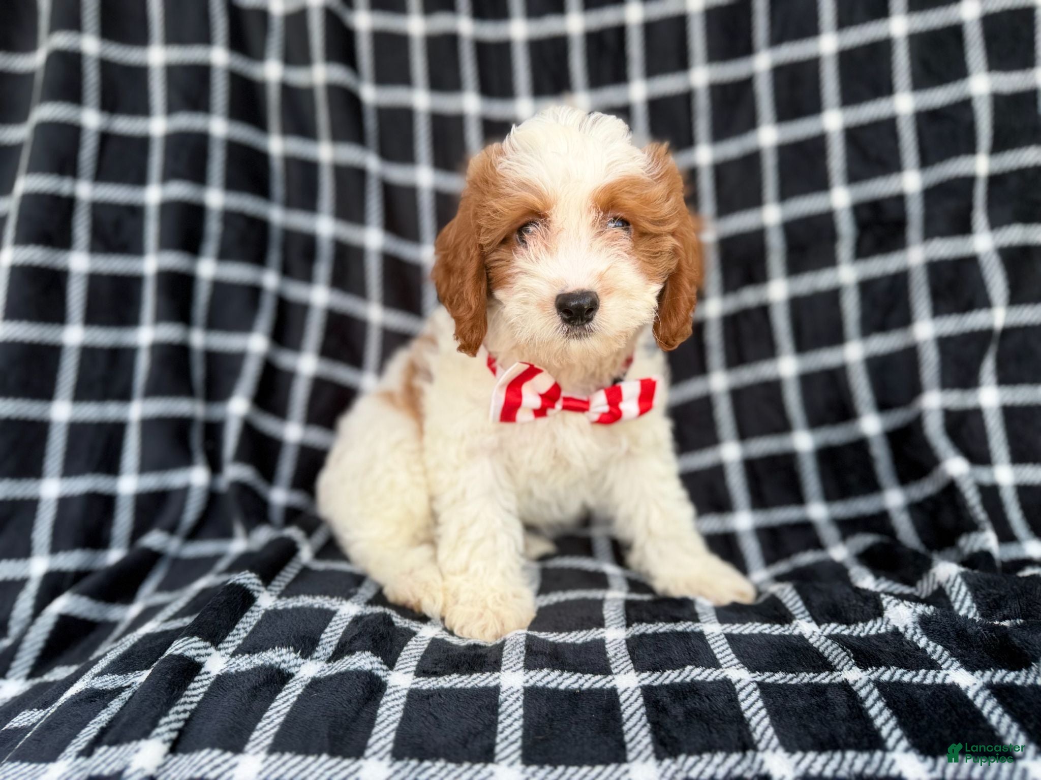 Cavapoo dogs Boss - Ad 8