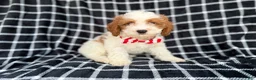 Cavapoo dogs for sale: Boss - Ad 1