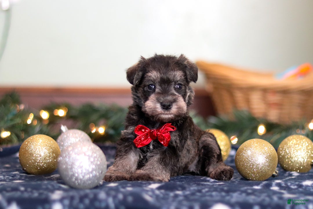 Miniature Schnauzer dogs for sale: Trace - Ad 3