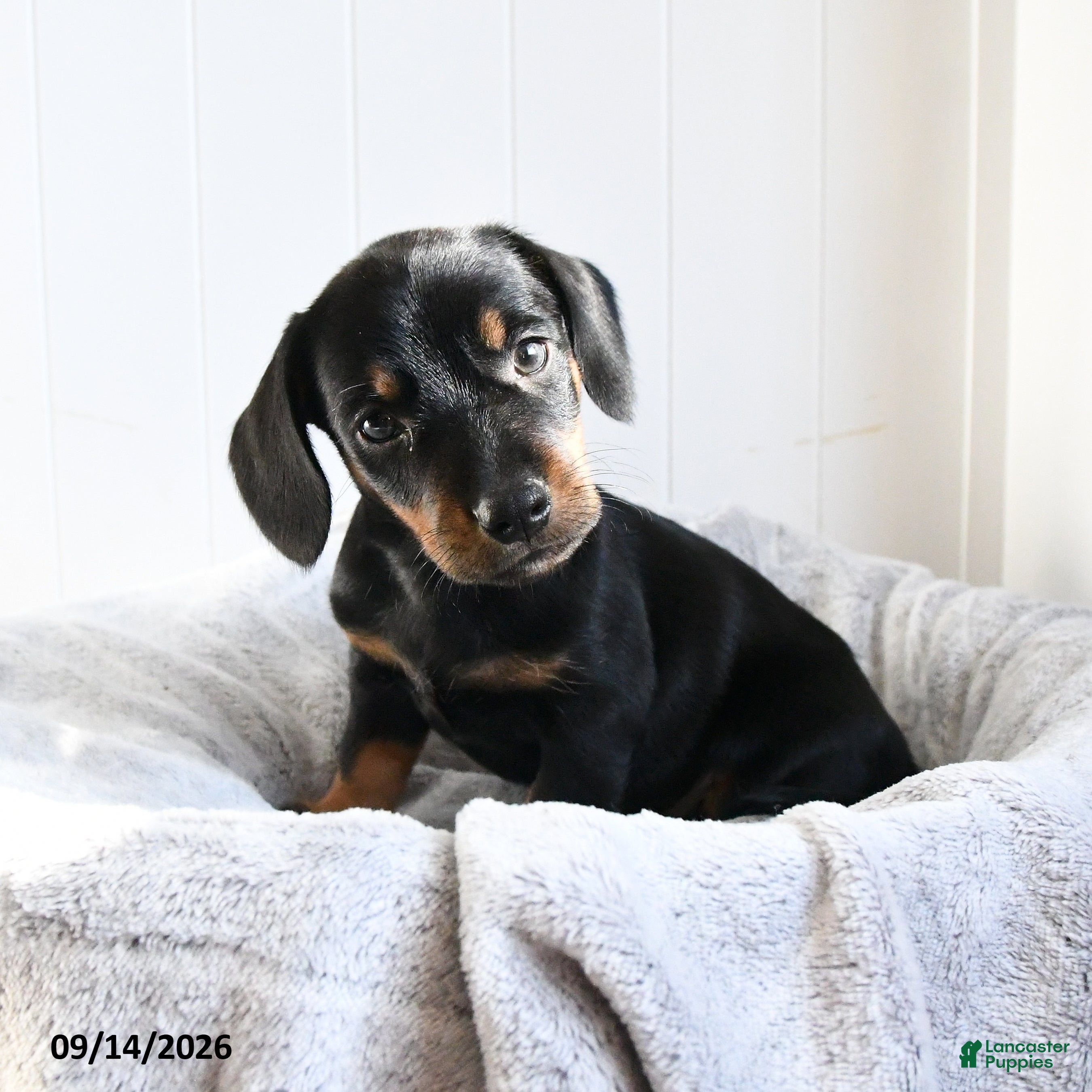Mixed Breed dogs Violet - Ad 2