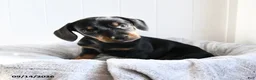 Mixed Breed dogs for sale: Violet - Ad 2