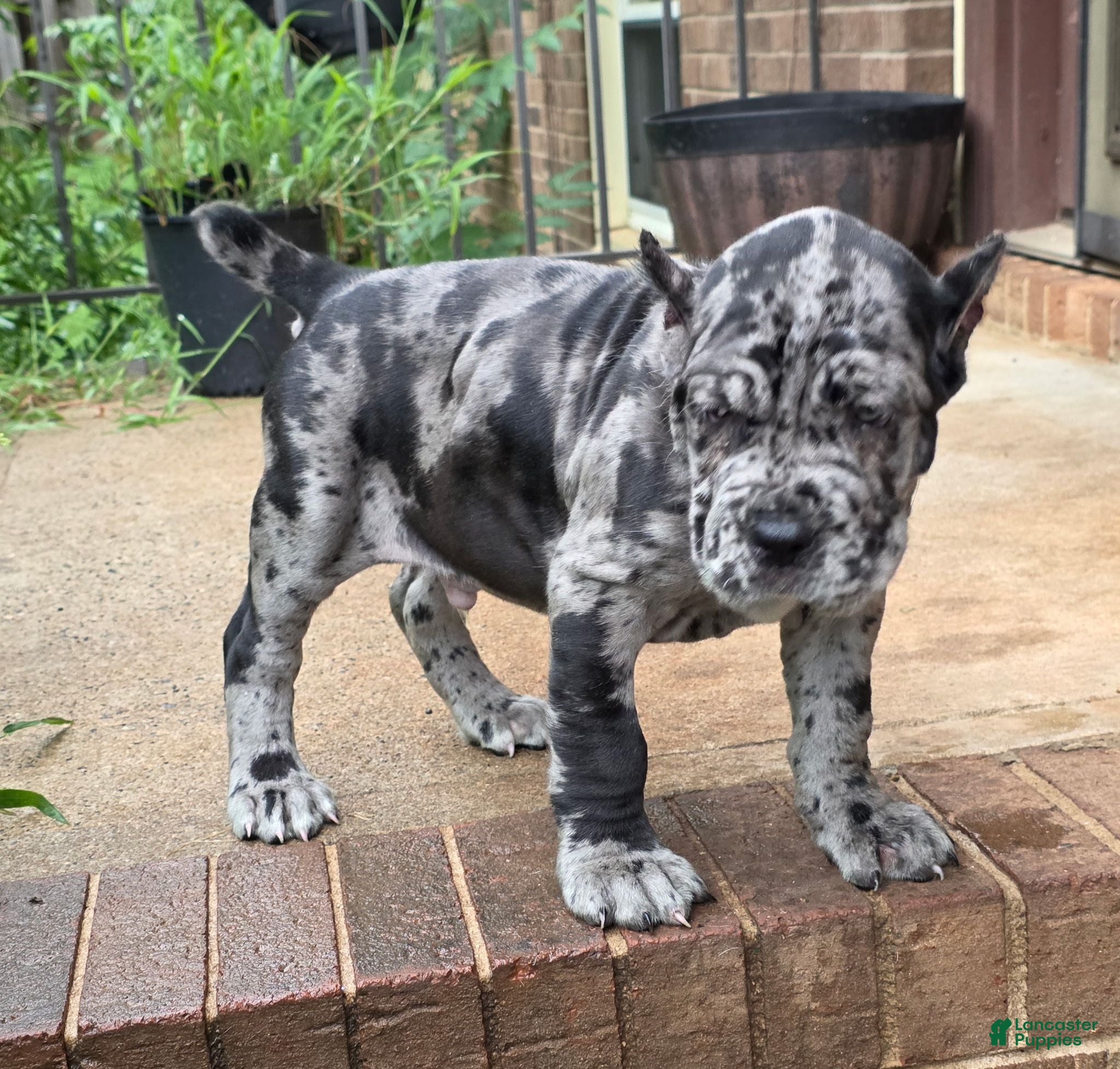 Cane Corso dogs Kobe - Ad 2