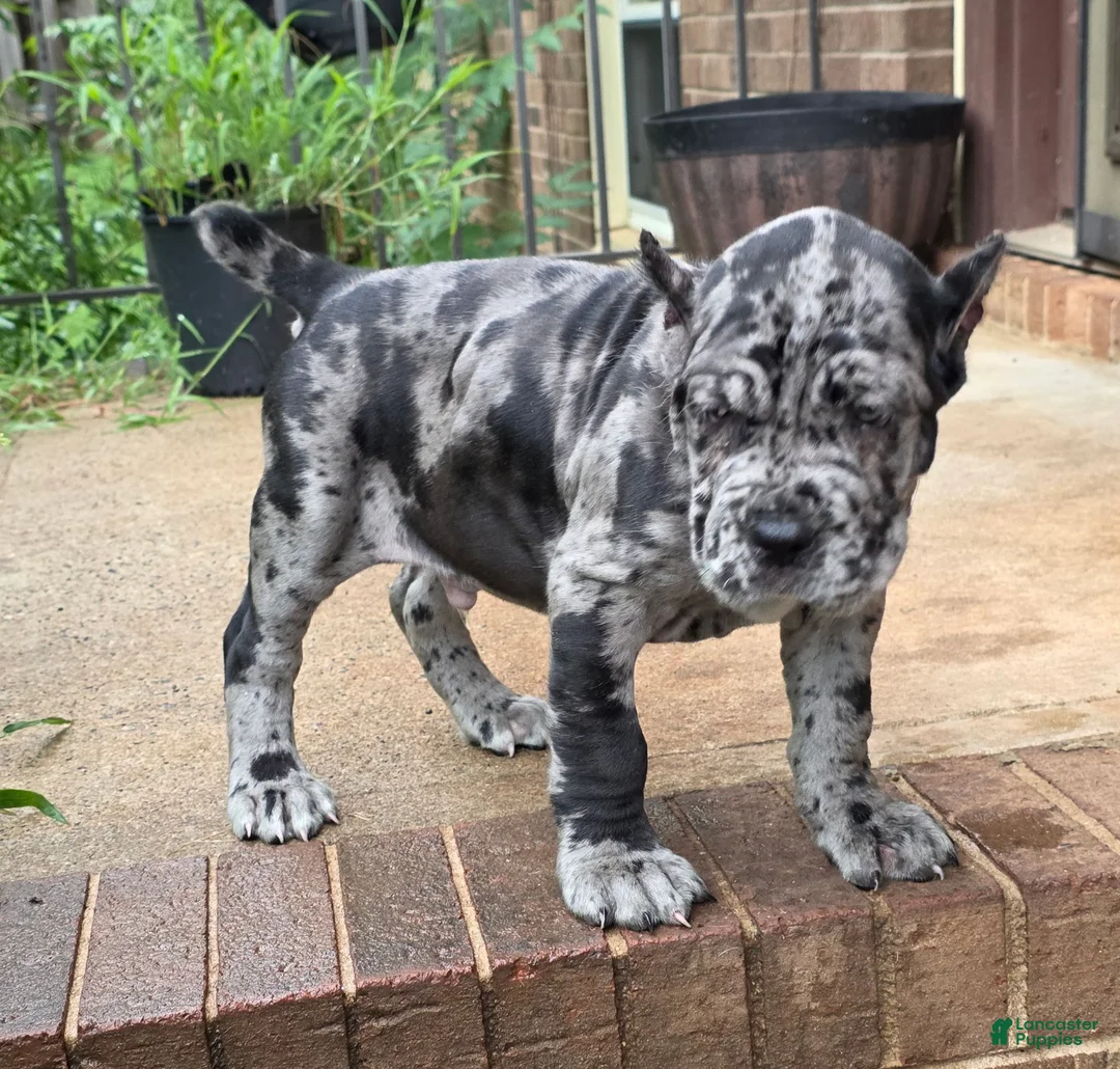 Cane Corso dogs for sale: Kobe - Ad 2