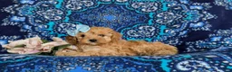 Cavapoo dogs for sale: Noele - Ad 4