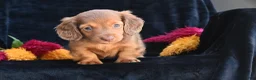 Miniature Dachshund dogs for sale: Ruby - Ad 7
