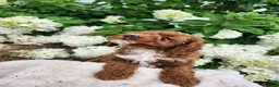 Miniature Poodle dogs for sale: Jazzy  - Ad 6