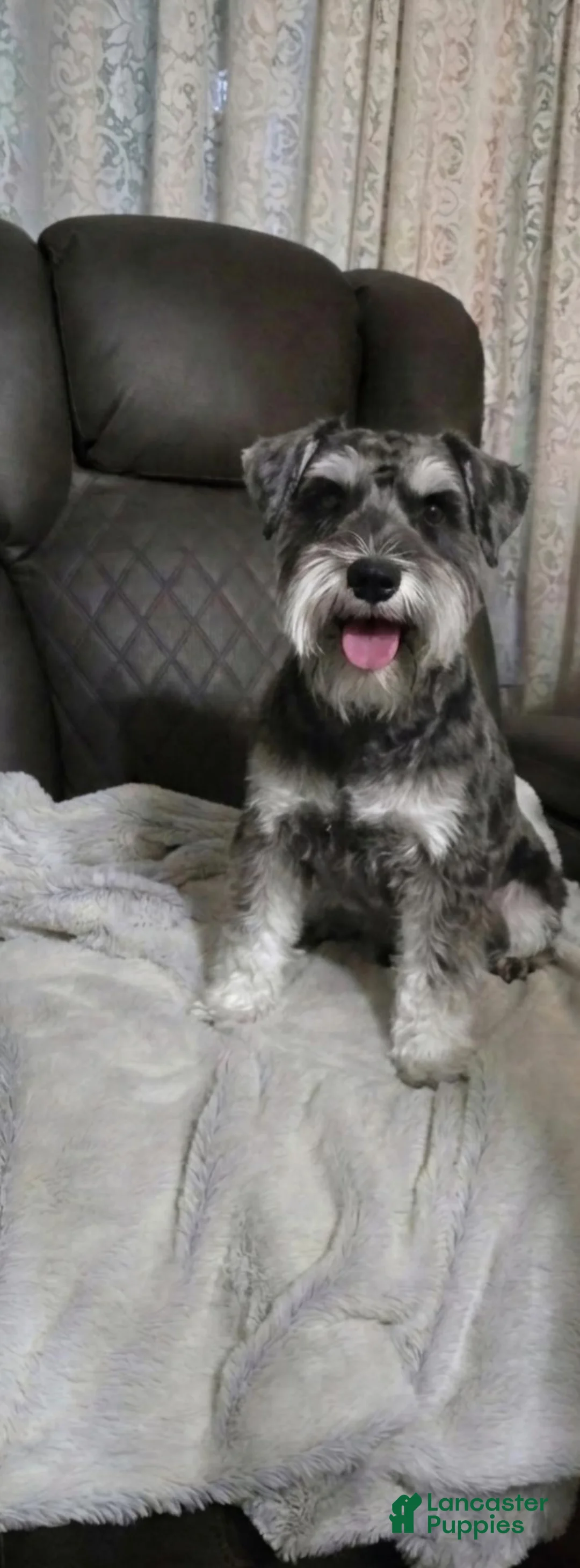 Miniature Schnauzer dogs for sale: Miniature Schnauzer 1 - Ad 2