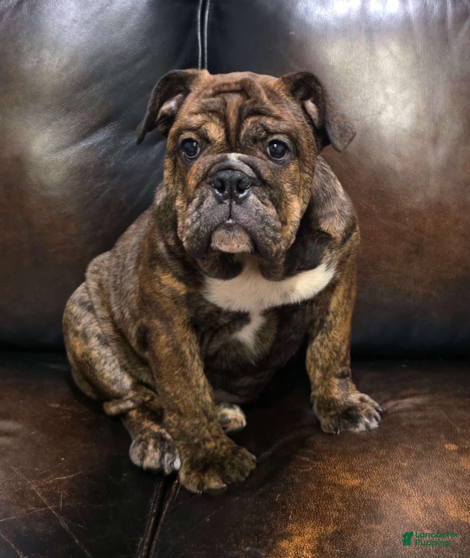 English Bulldog dogs Kelly - Ad 1