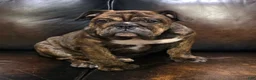 English Bulldog dogs for sale: Kelly - Ad 1