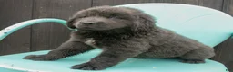 Newfoundland dogs for sale: Alex - Ad 7
