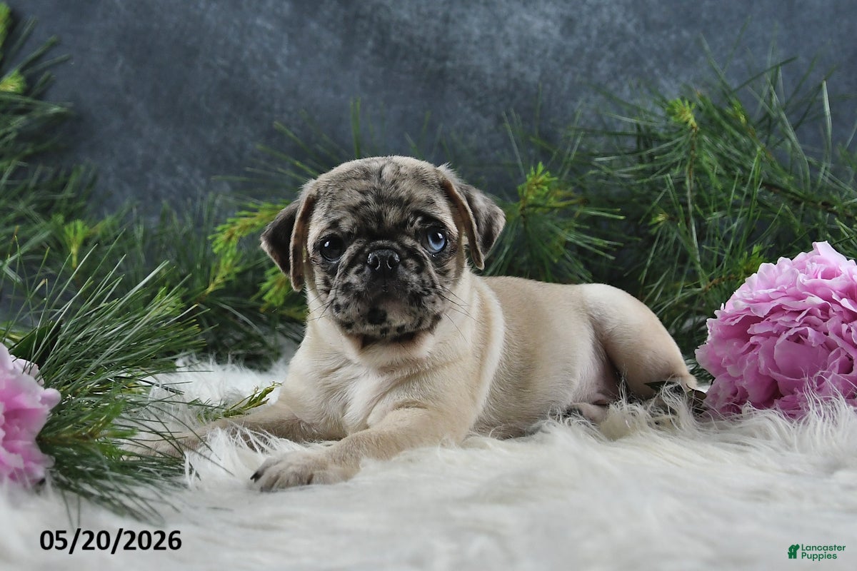 Pug dogs Gus - Ad 1