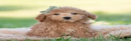 Mini Goldendoodle dogs for sale: banjo - Ad 6