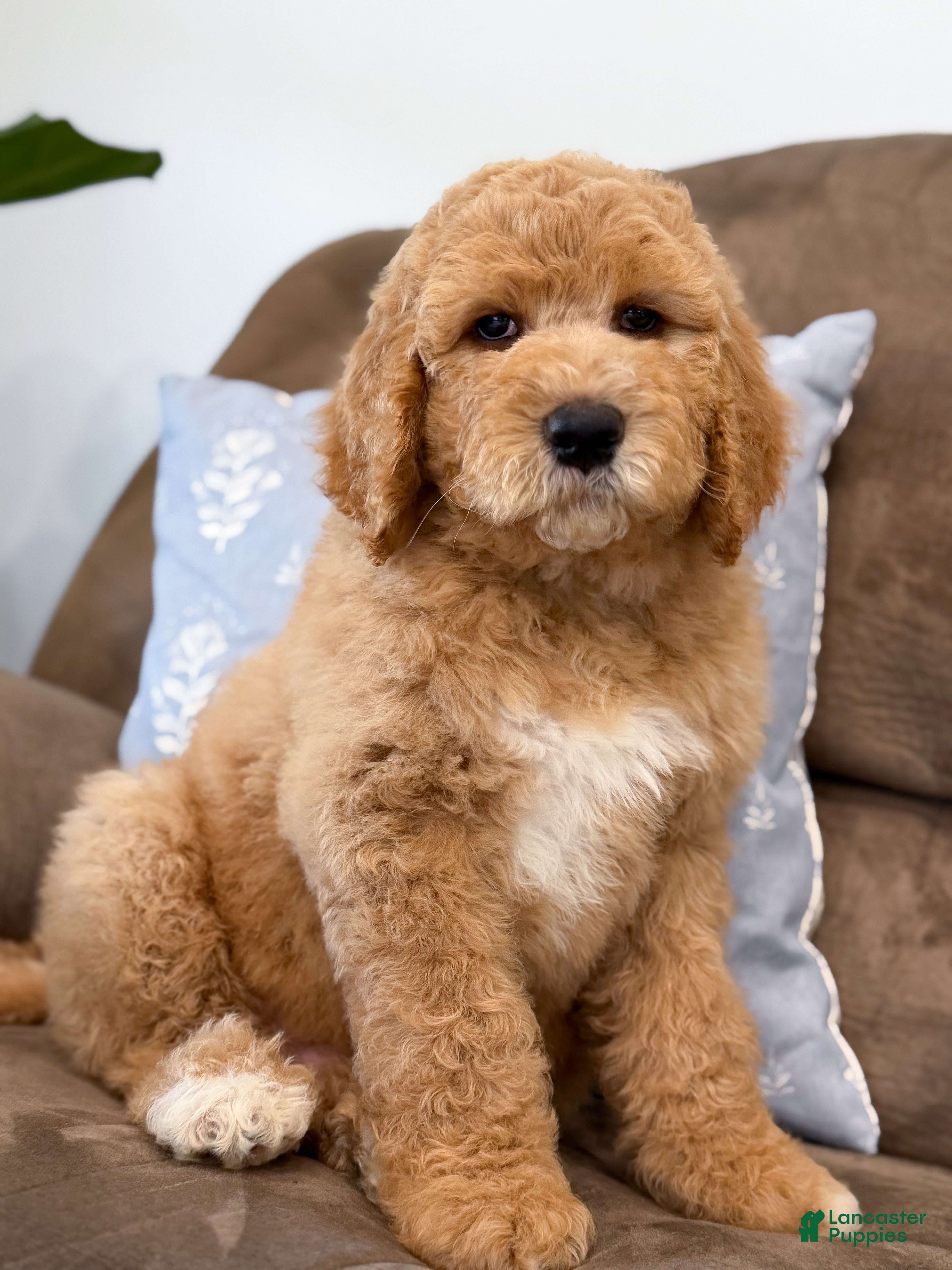 Goldendoodle dogs Raleigh - Ad 1