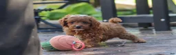 Cavapoo dogs for sale: Justin - Ad 11