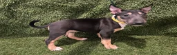 Miniature Bull Terrier dogs for sale: Miniature Bull Terrier 2 - Ad 12