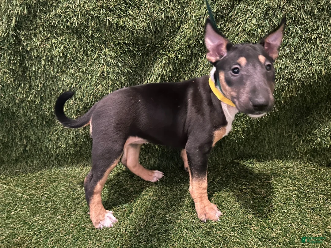 Miniature Bull Terrier dogs for sale: Miniature Bull Terrier 2 - Ad 12
