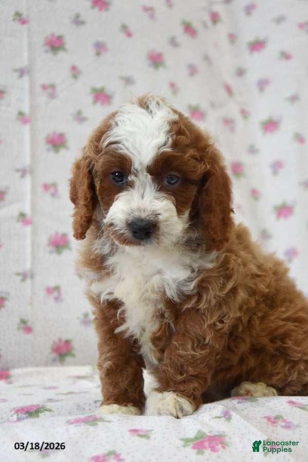 Cavapoo dogs Curly - Ad 2
