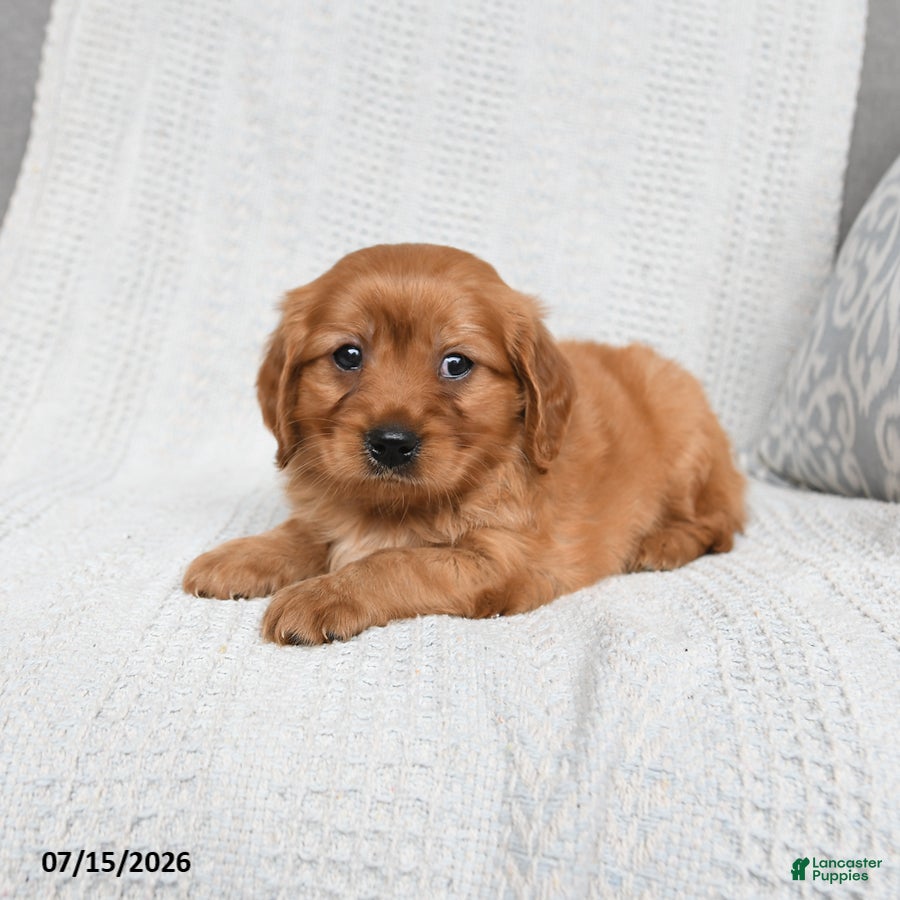 Miniature Golden Retriever dogs Morgan - Ad 2
