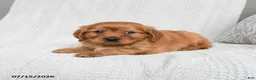 Miniature Golden Retriever dogs for sale: Morgan - Ad 2
