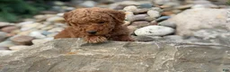 Mini Goldendoodle dogs for sale: Mini Goldendoodle 2 - Ad 8
