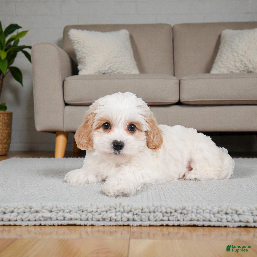 Maltipoo dogs for sale: Cooper - Ad 4