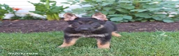 German Shepherd dogs for sale: Serena - Ad 5