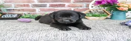 Labrador Retriever dogs for sale: Emilee - Ad 3