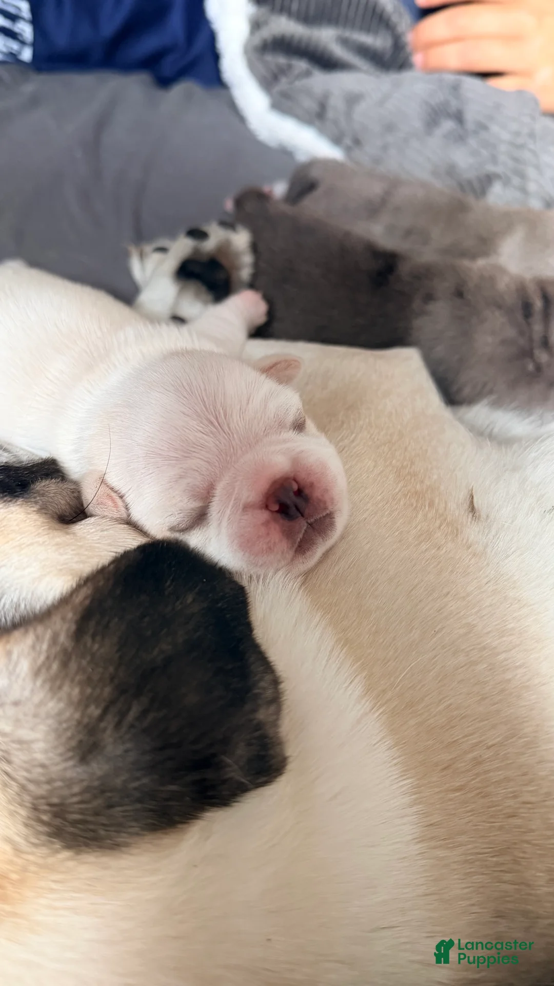 Pug dogs for sale: cookie dough - Ad 2