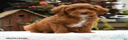 Havapoo dogs for sale: Bentley - Ad 1