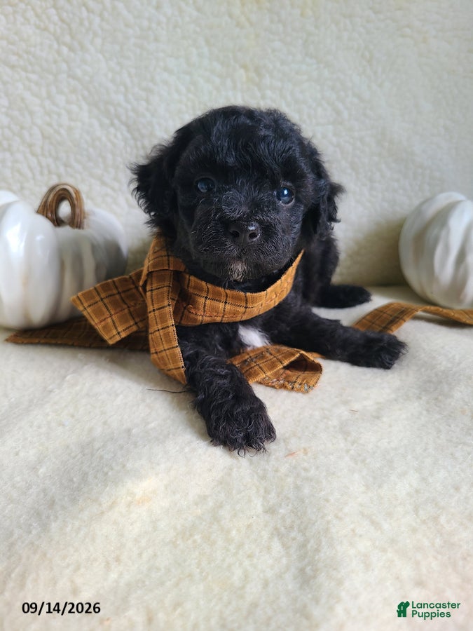 Lhasapoo dogs Coke - Ad 1