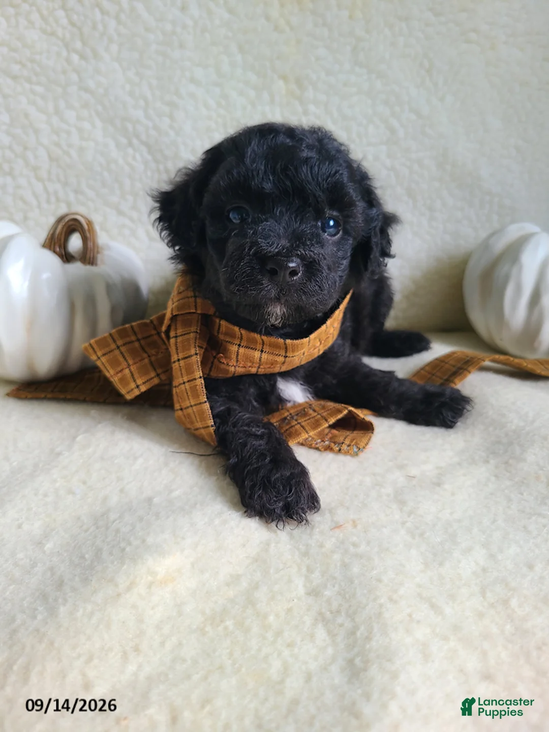 Lhasapoo dogs for sale: Coke - Ad 1