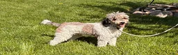 Whoodle dogs for sale: Hunter - Ad 4