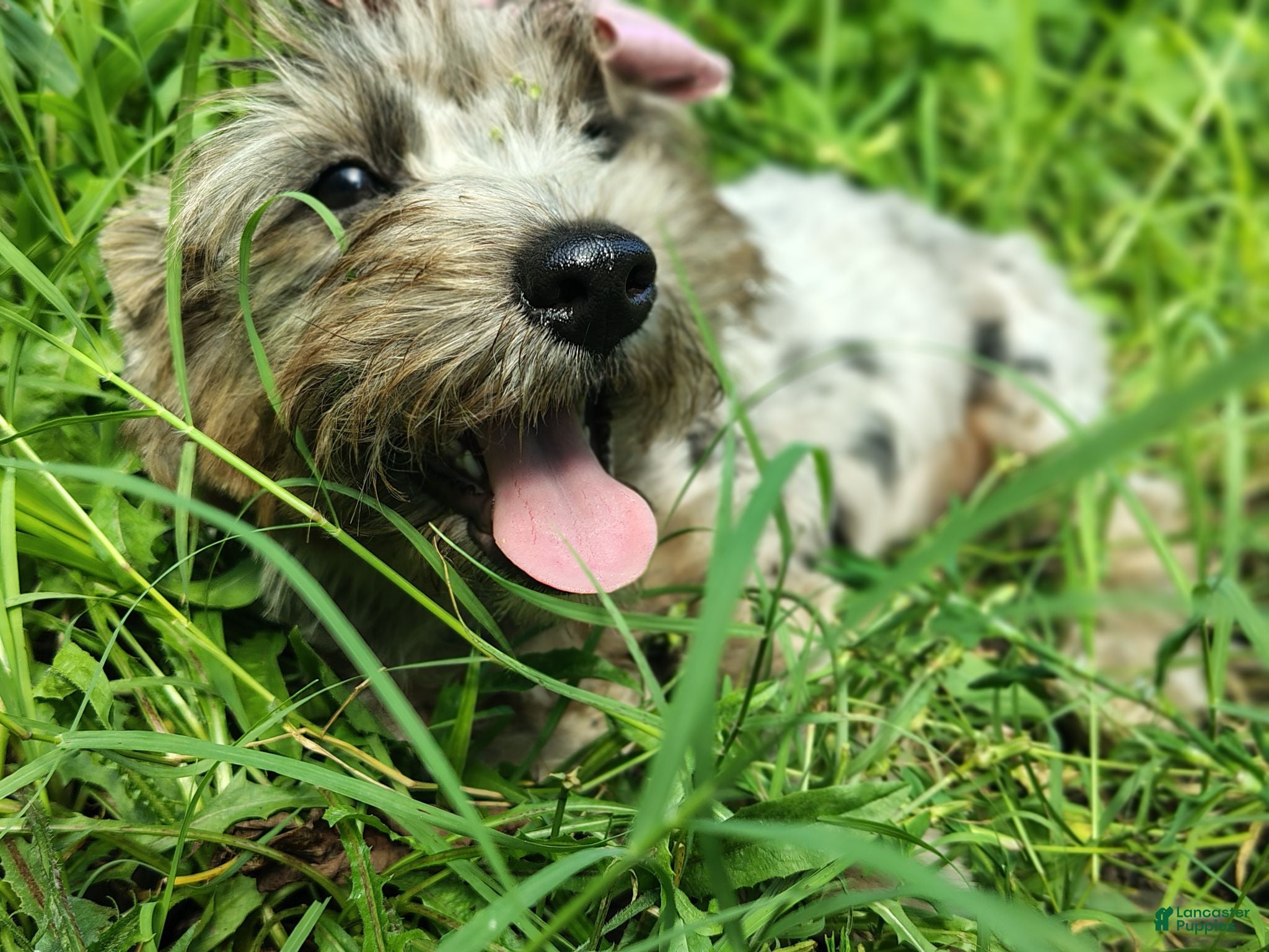 Yorkshire Terrier dogs Yorkshire Terrier 2 - Ad 3