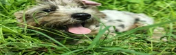 Yorkshire Terrier dogs for sale: Yorkshire Terrier 2 - Ad 1