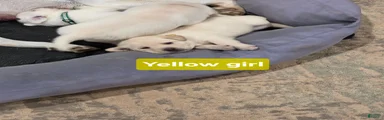 Labrador Retriever 4