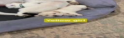 Labrador Retriever dogs for sale: Labrador Retriever 4 - Ad 1