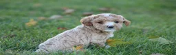 Bichpoo dogs for sale: Addie - Ad 5