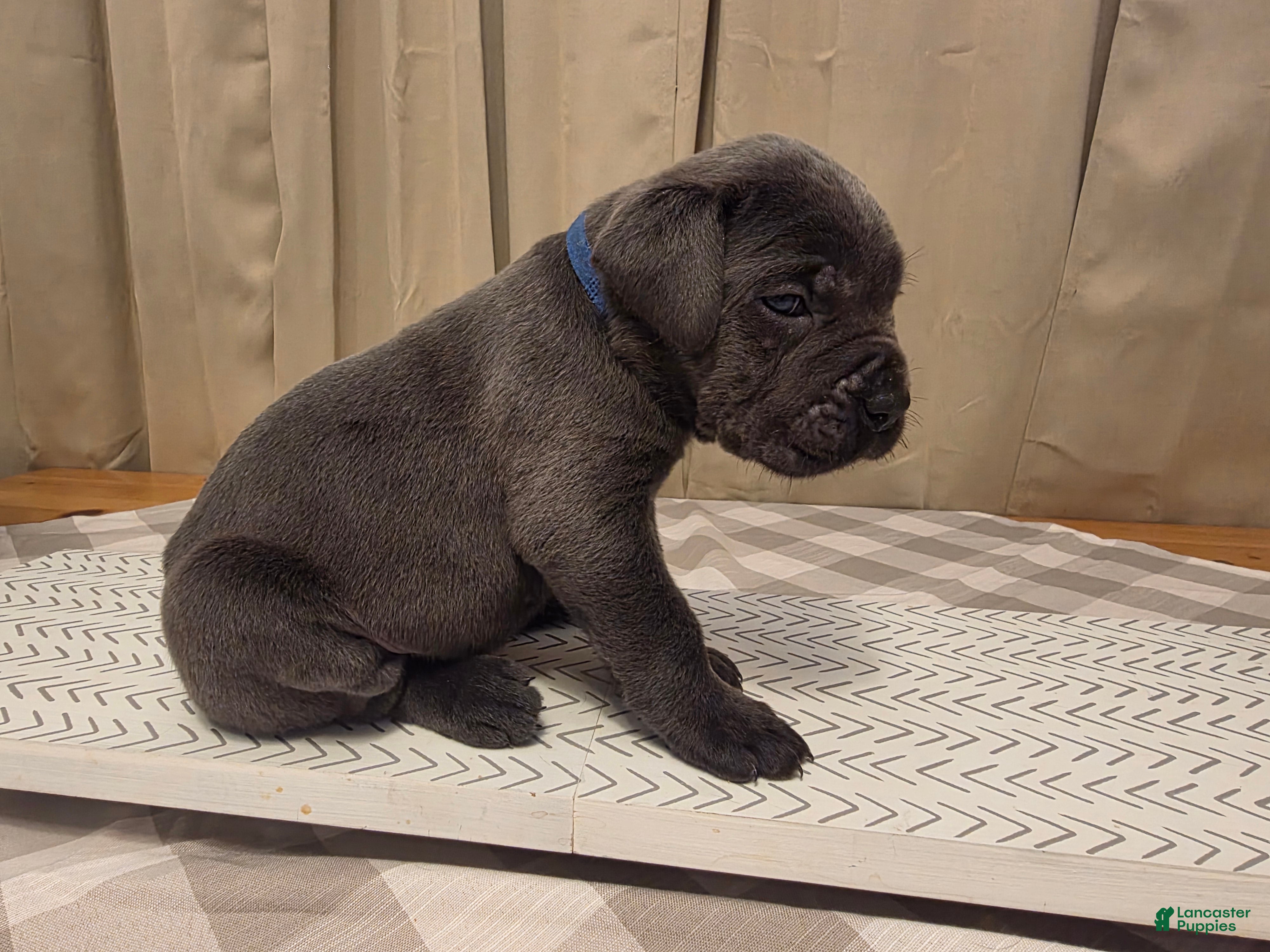 Cane Corso dogs Cane Corso Puppy 1 - Ad 2