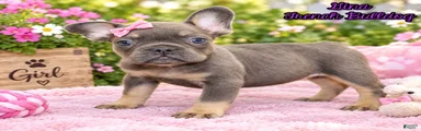 Gina Female AKC French Bulldog