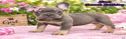 French Bulldog dogs for sale: Gina Female AKC French Bulldog - Ad 1