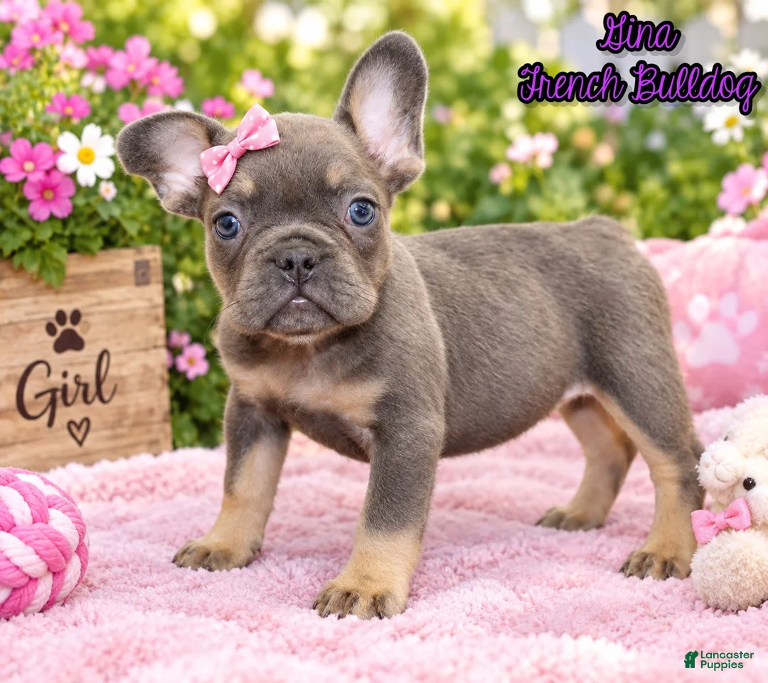 French Bulldog dogs for sale: Gina Female AKC French Bulldog - Ad 1