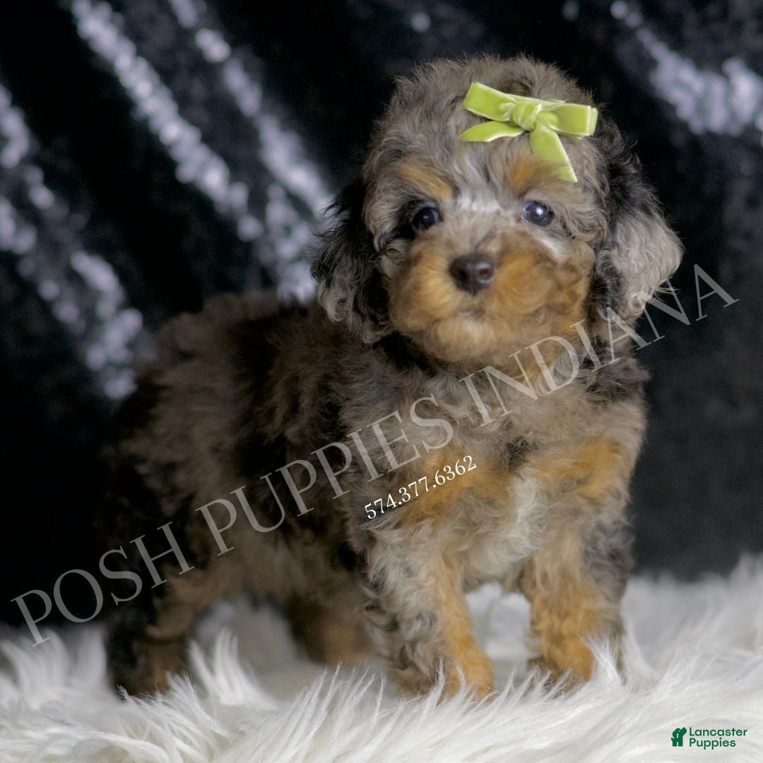 Toy Poodle dogs for sale: Bourbon - Ad 5