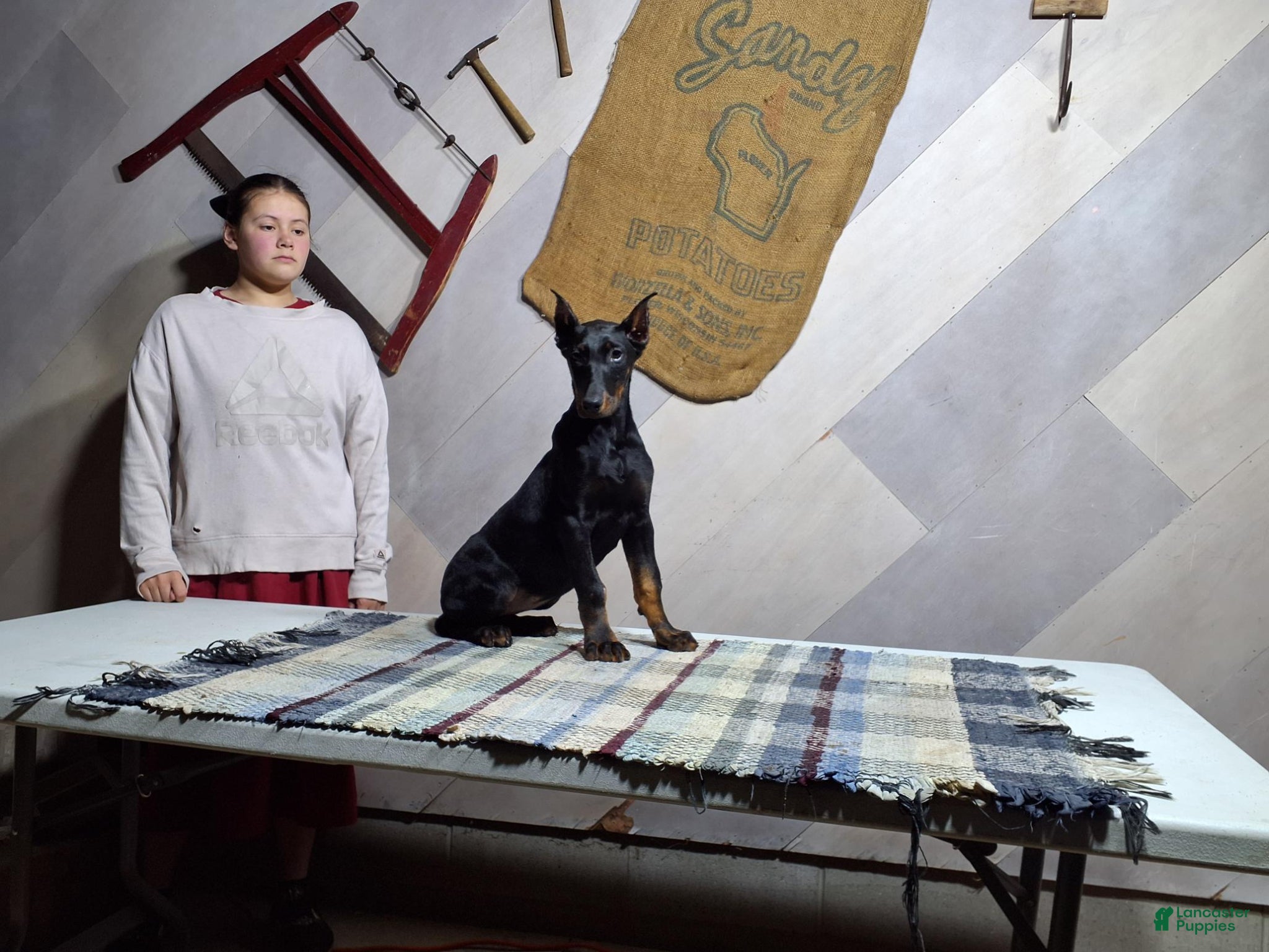 Doberman Pinscher dogs Adelyn - Ad 2