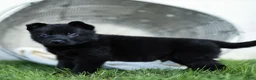 German Shepherd dogs for sale: Ferris German Shepherd  - Ad 3