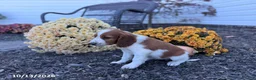 Welsh Springer Spaniel dogs for sale: Lori - Ad 4