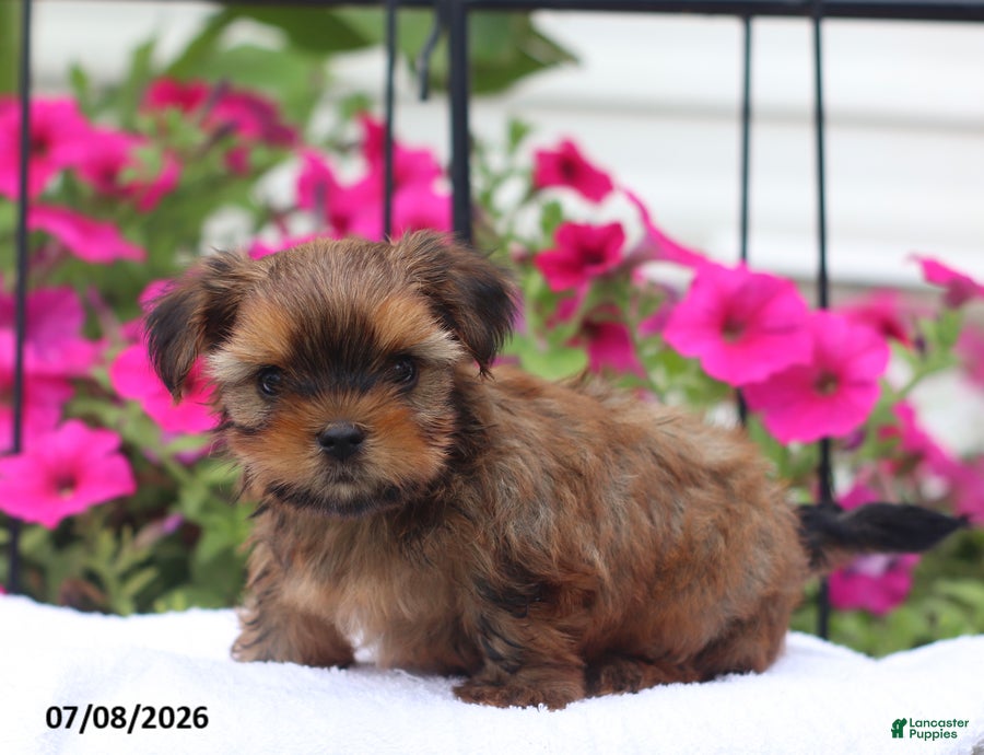 Shorkie dogs Mason - Ad 1