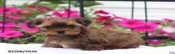 Shorkie dogs for sale: Mason - Ad 1