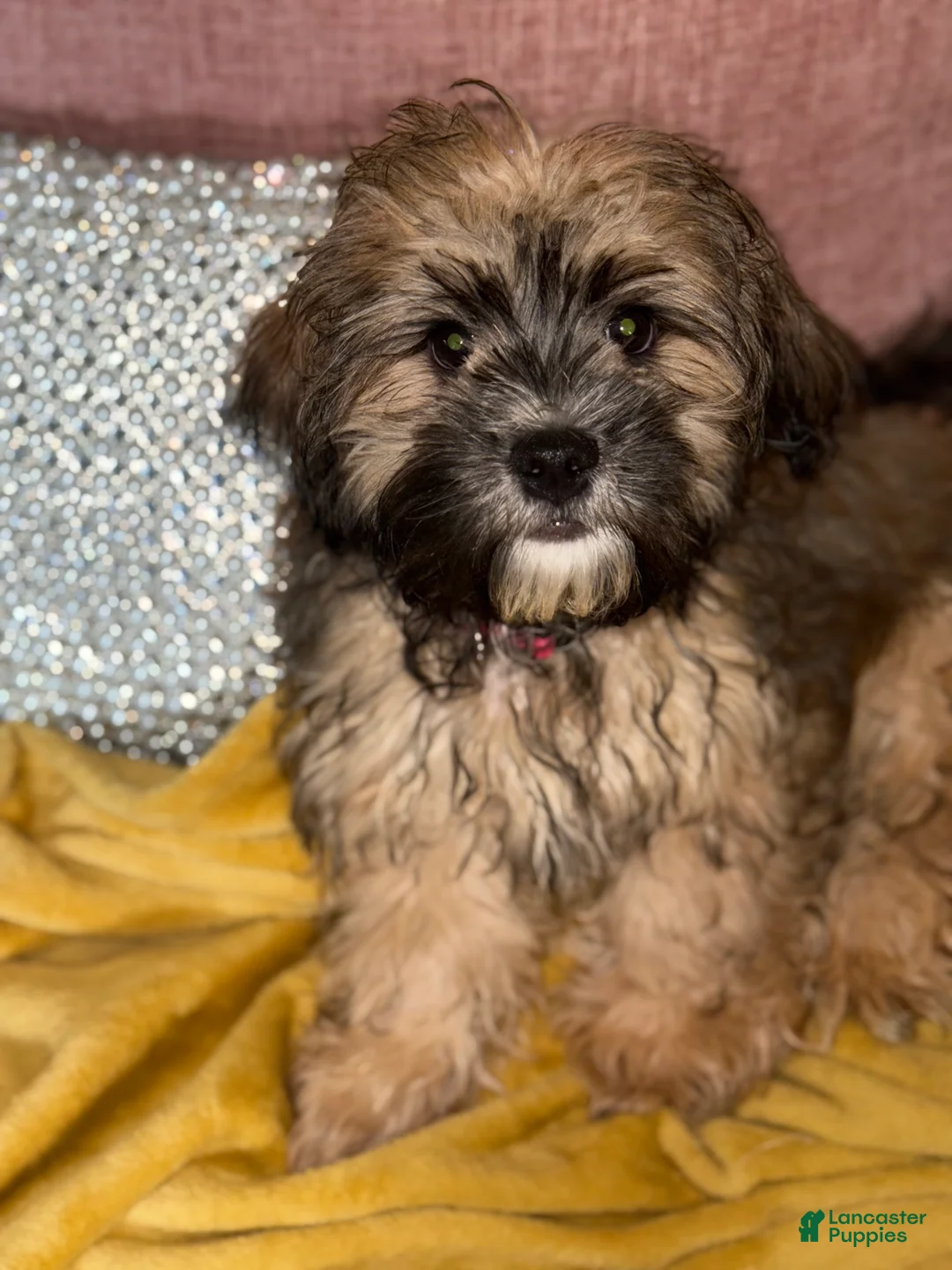 Mixed Breed dogs for sale: Charlie Cooper - Ad 4