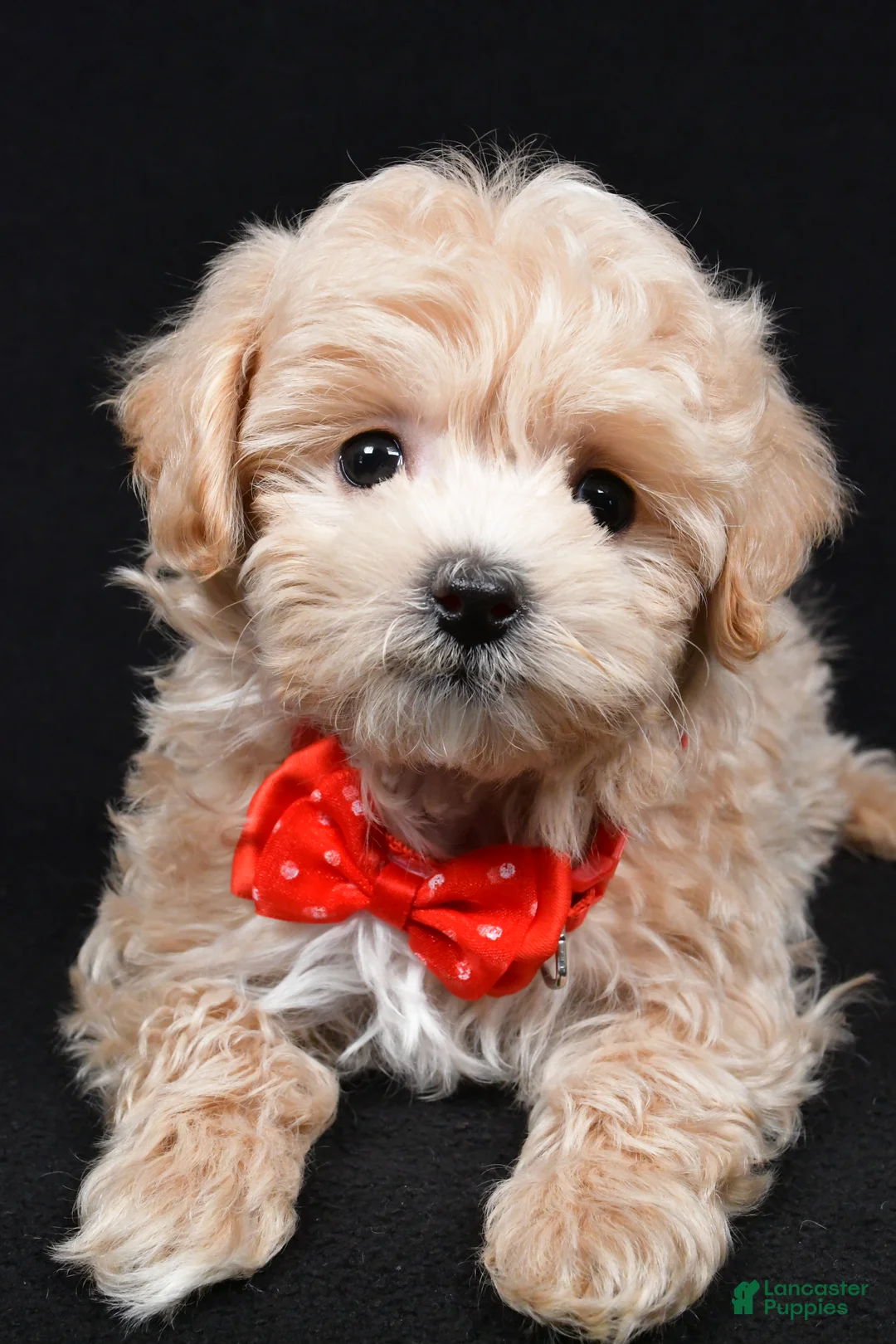 Maltipoo dogs for sale: Joey - Ad 5